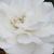 Rosa - Rose Floribunde - Sümeg